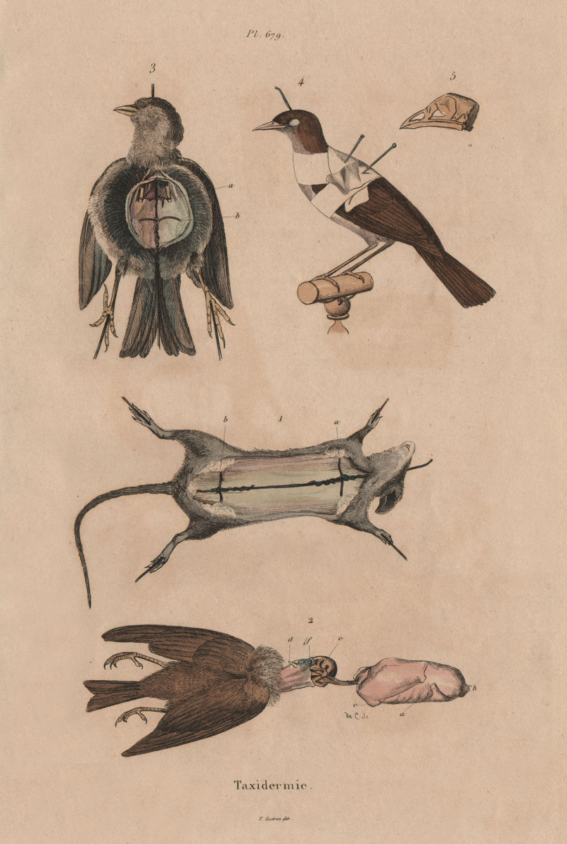 TAXIDERMY. Taxidermie (Taxidermy). Animals. Bird. Mouse. 1833 old print